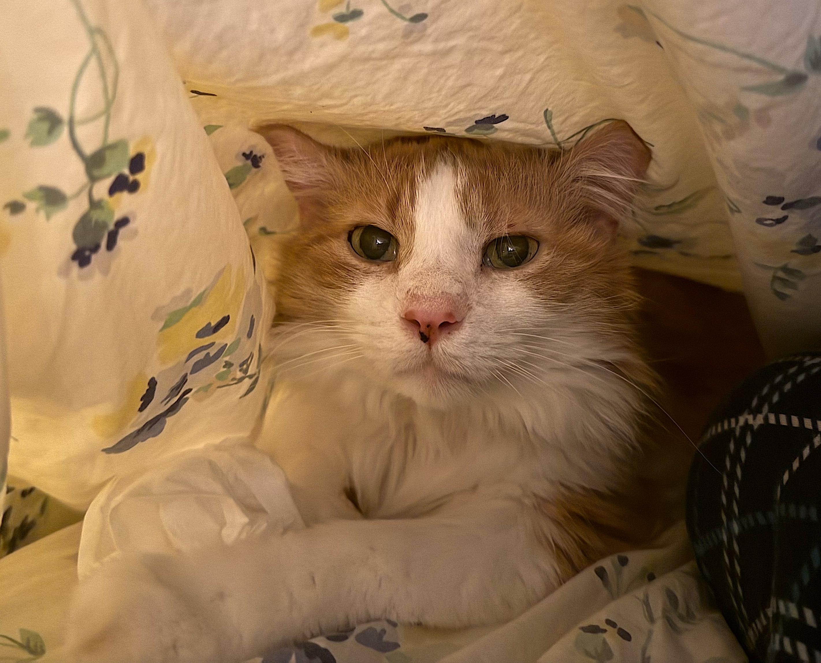 Marmalade, a Adoptable Domestic Medium Hair in Burlington, VT image 3/6