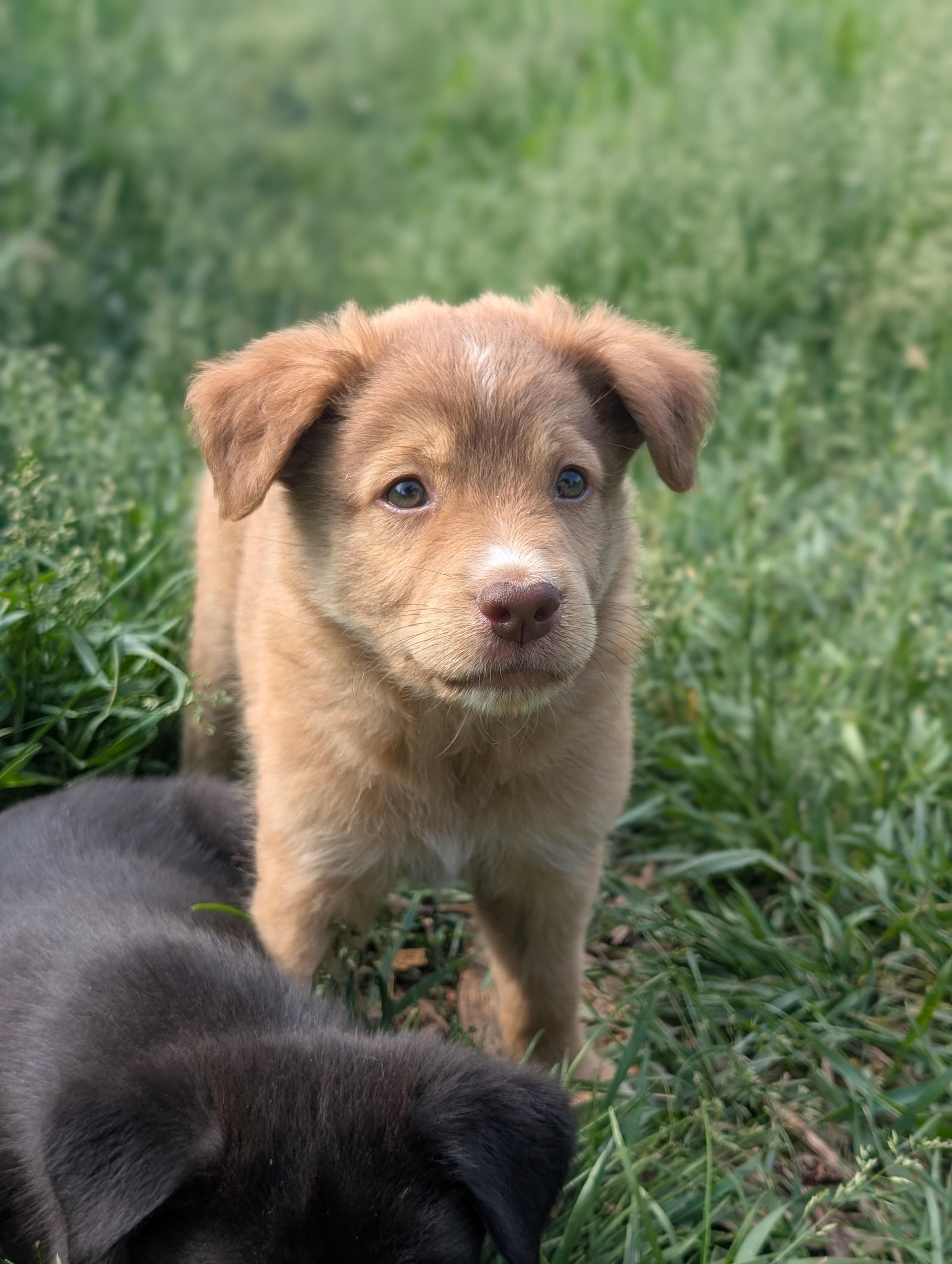 Morris, a ADOPTABLE mixed breed in Minneapolis, MN image 3/6