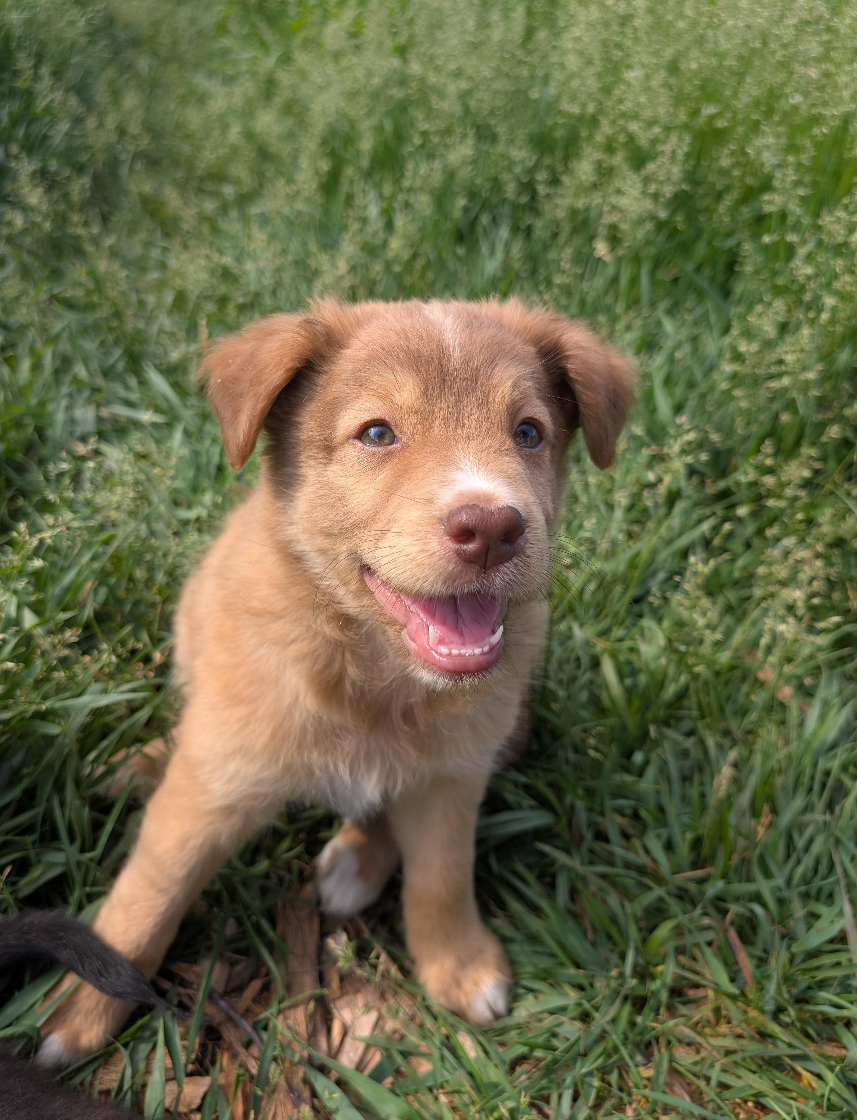 Morris, ADOPTABLE, Puppy Male Retriever & Australian Shepherd.