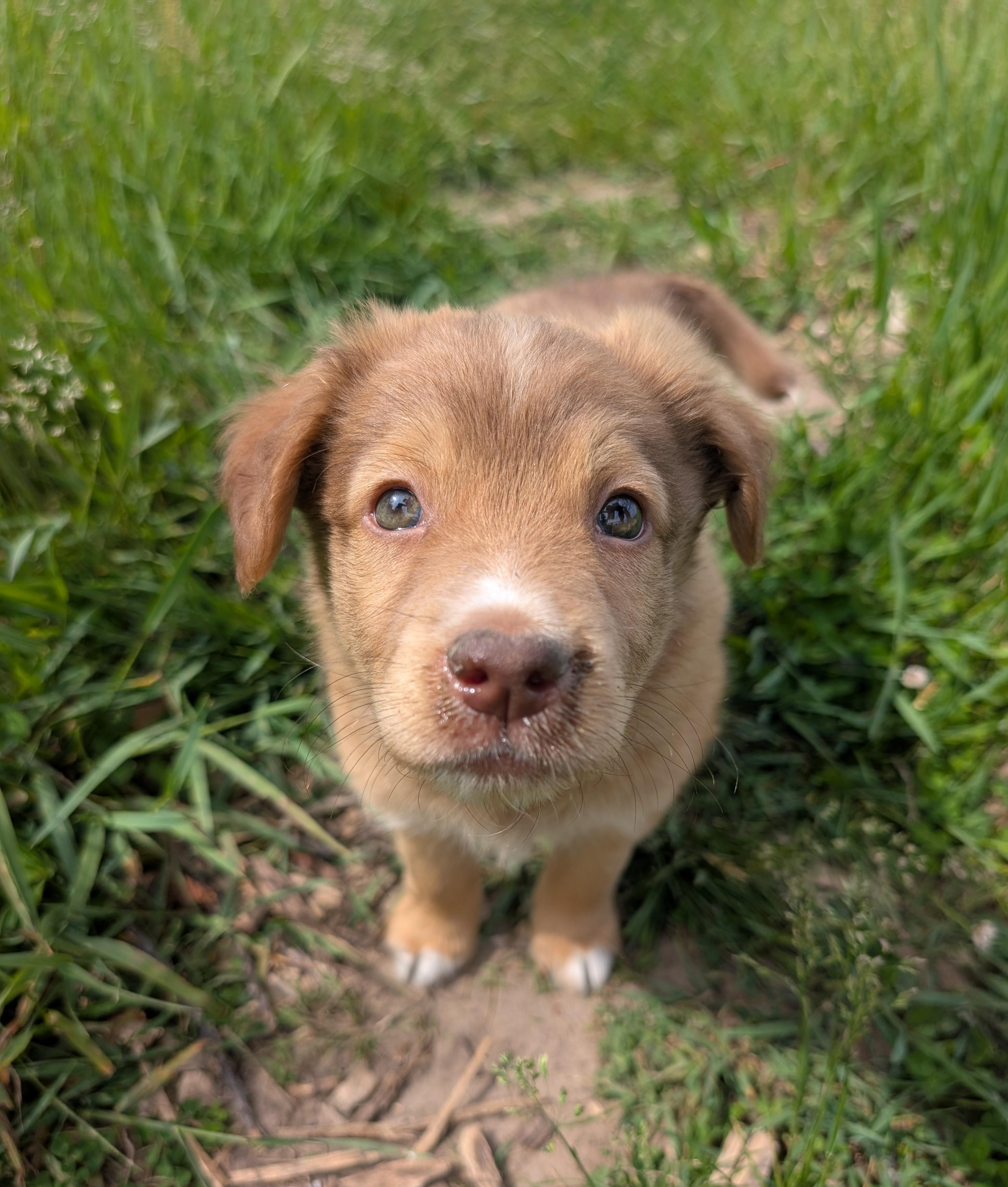 Morris, a ADOPTABLE mixed breed in Minneapolis, MN image 4/6