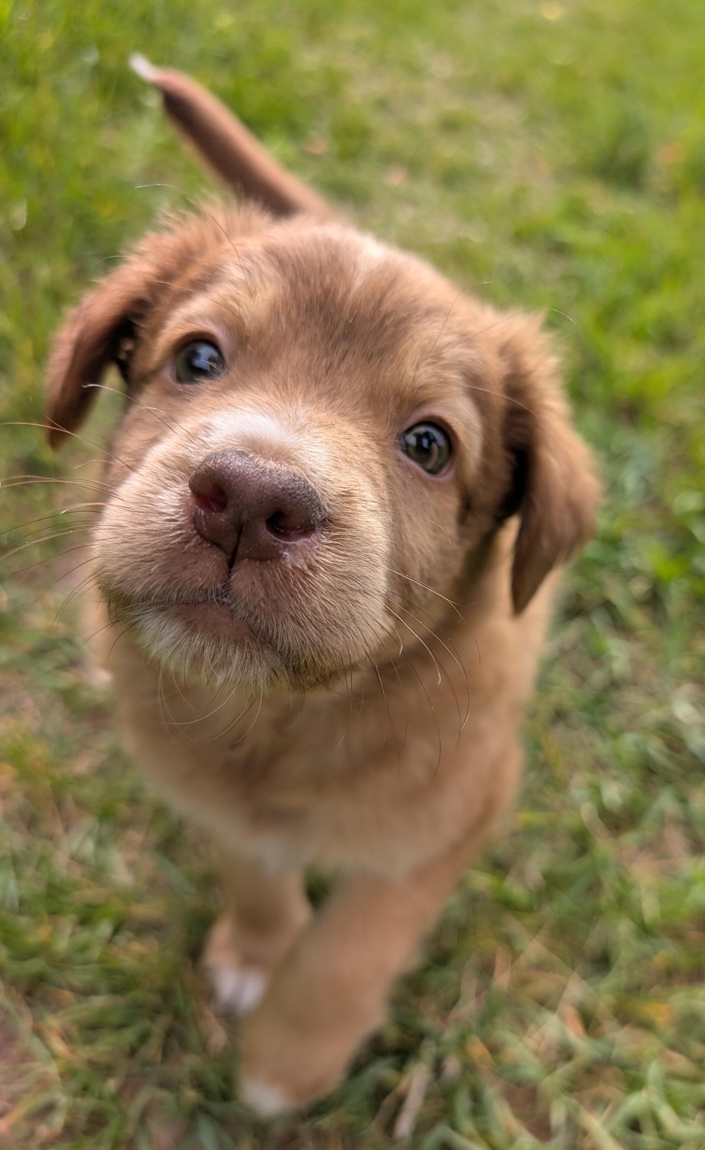 Morris, a ADOPTABLE mixed breed in Minneapolis, MN image 1/6
