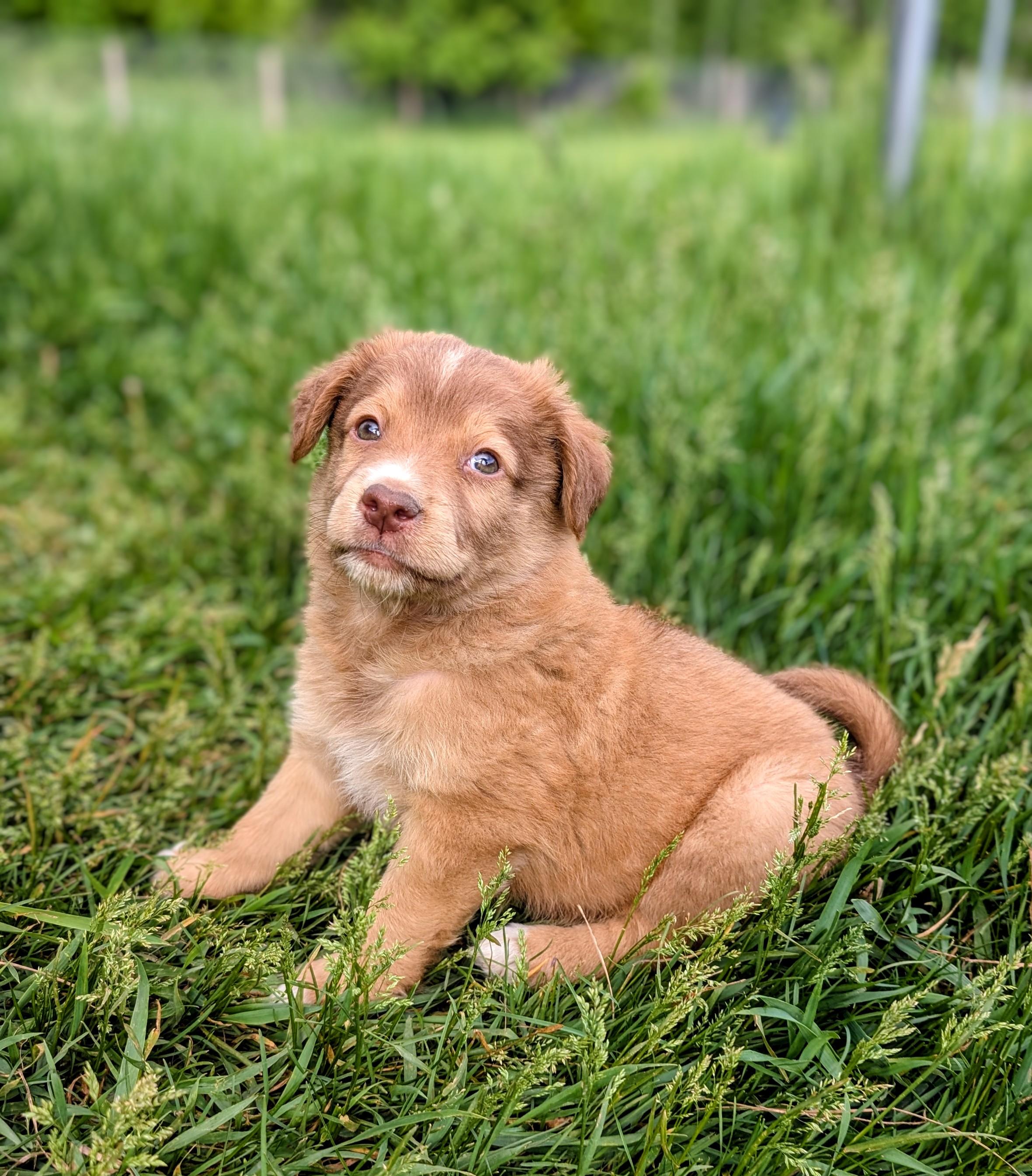 Morris, a ADOPTABLE mixed breed in Minneapolis, MN image 6/6
