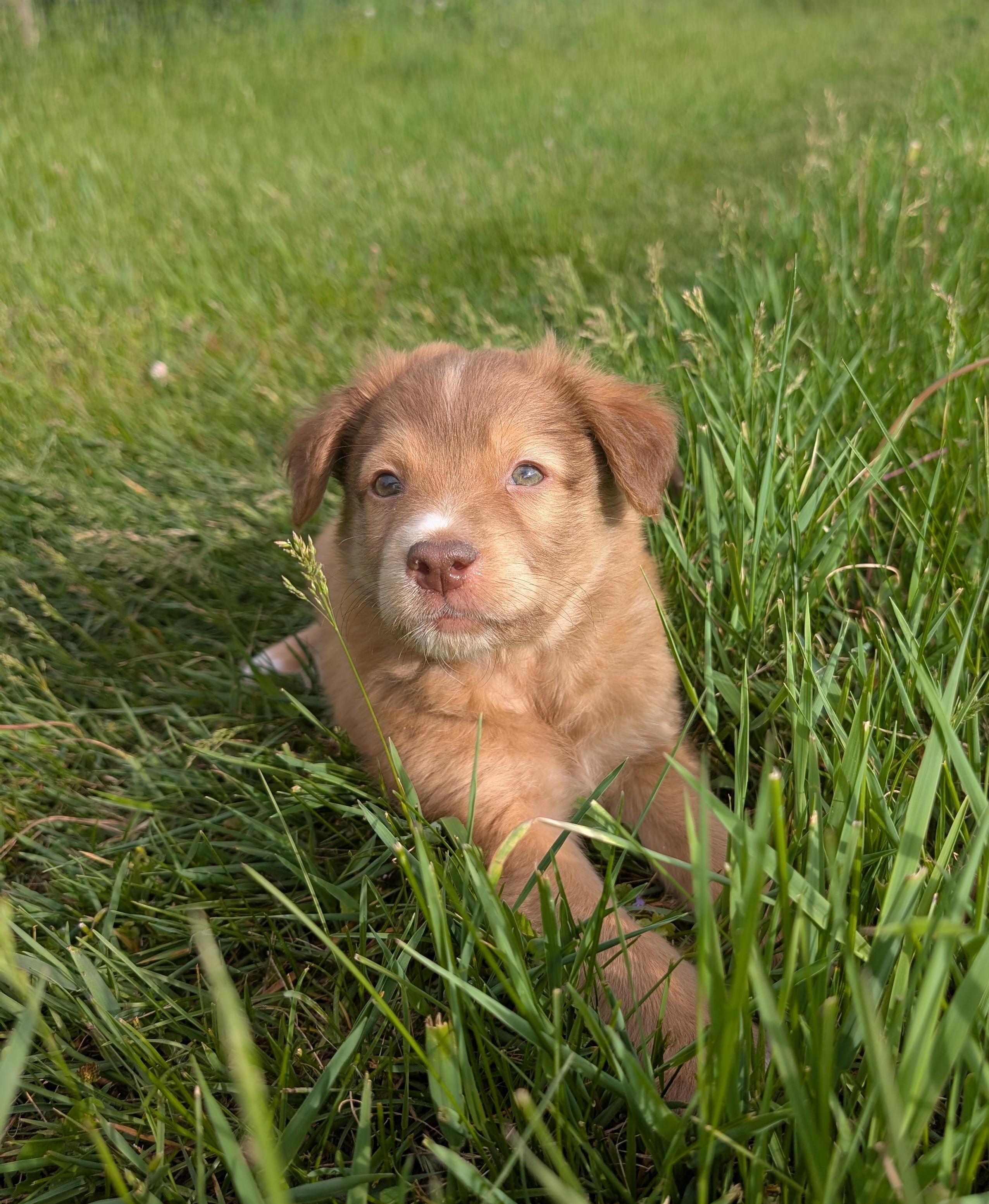 Morris, a ADOPTABLE mixed breed in Minneapolis, MN image 5/6
