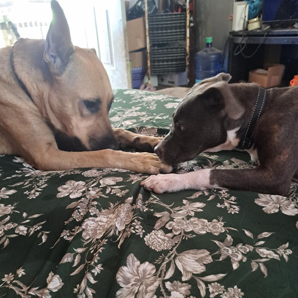 Aaron, Adoptable, Young Male Mixed Breed.