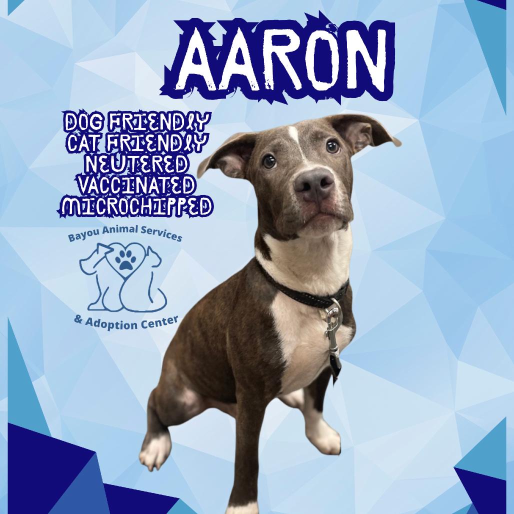 Enlarge Aaron, a Adoptable Mixed Breed in Dickinson, TX image 2/6