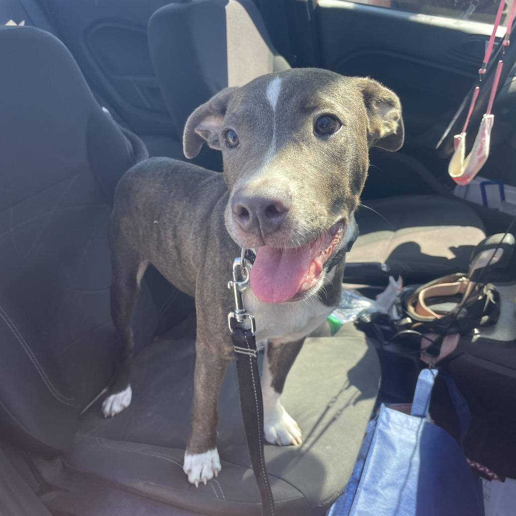 Enlarge Aaron, a Adoptable Mixed Breed in Dickinson, TX image 2/6