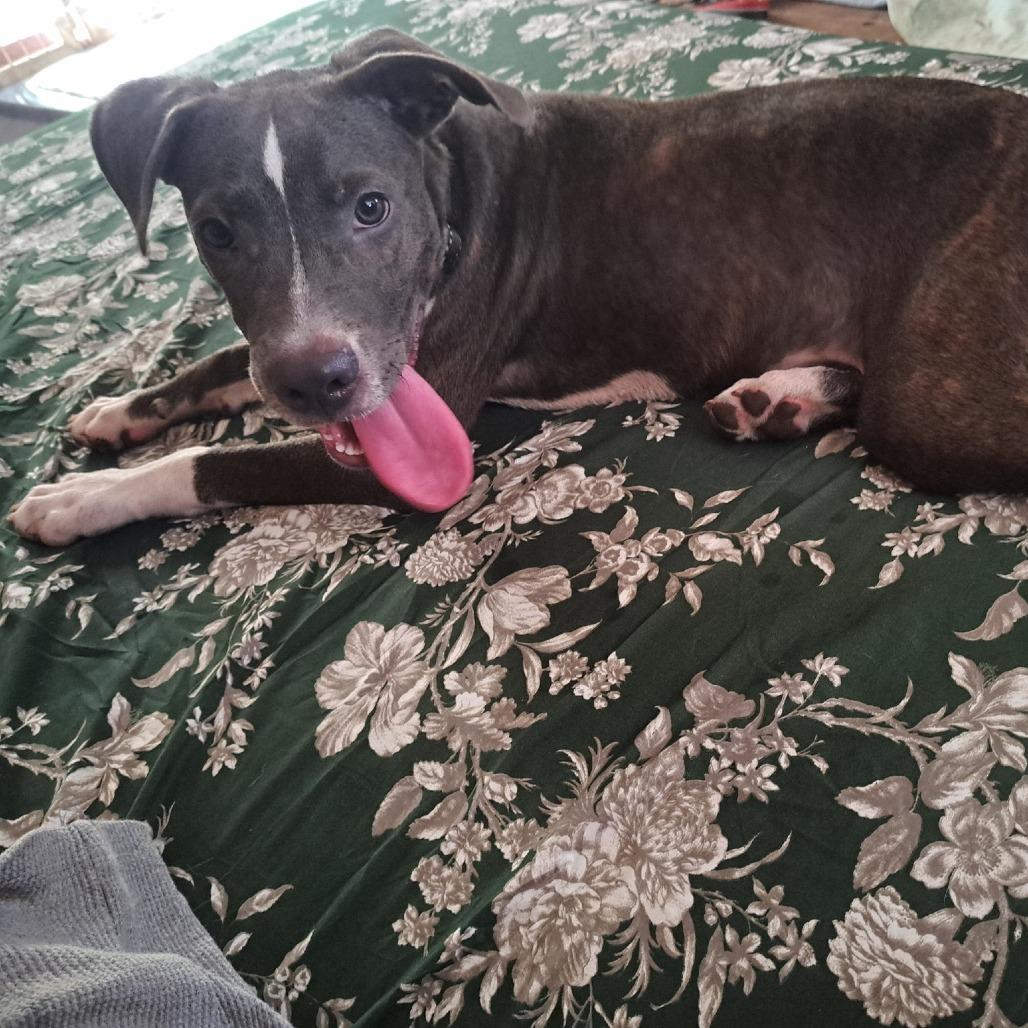 Enlarge Aaron, a Adoptable Mixed Breed in Dickinson, TX image 3/6