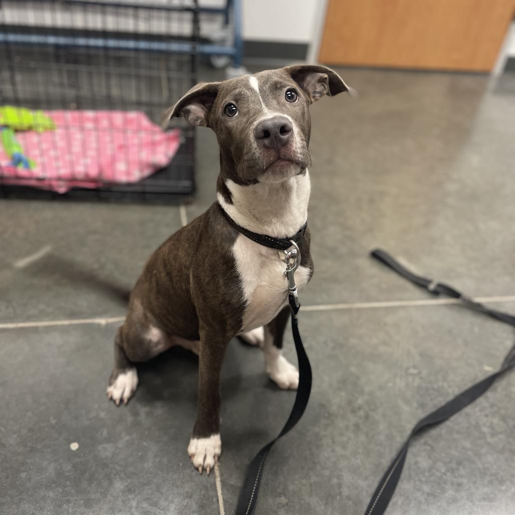 Enlarge Aaron, a Adoptable Mixed Breed in Dickinson, TX image 4/6