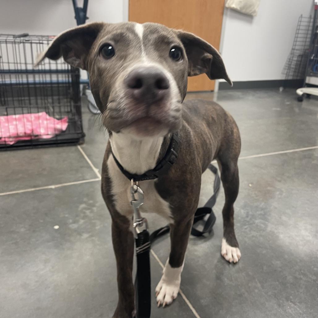 Enlarge Aaron, a Adoptable Mixed Breed in Dickinson, TX image 5/6