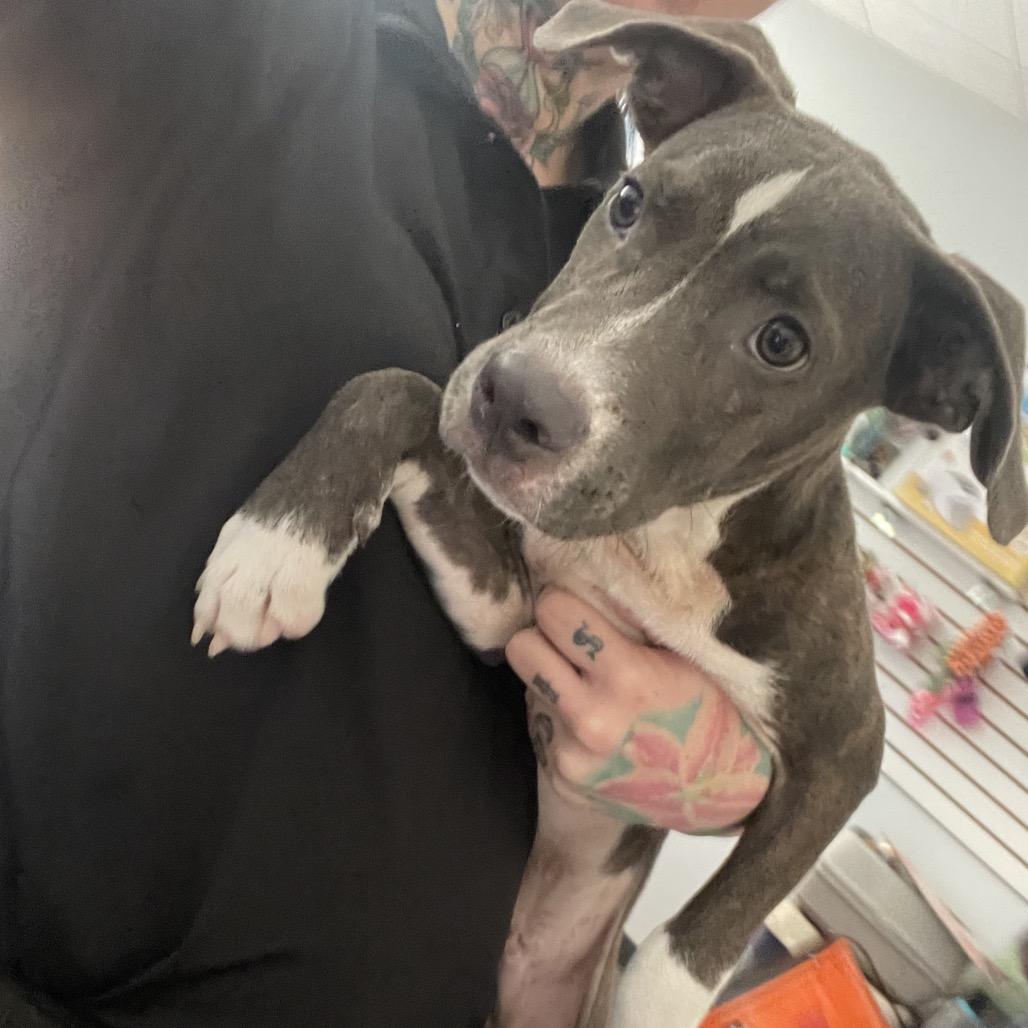 Enlarge Aaron, a Adoptable Mixed Breed in Dickinson, TX image 6/6