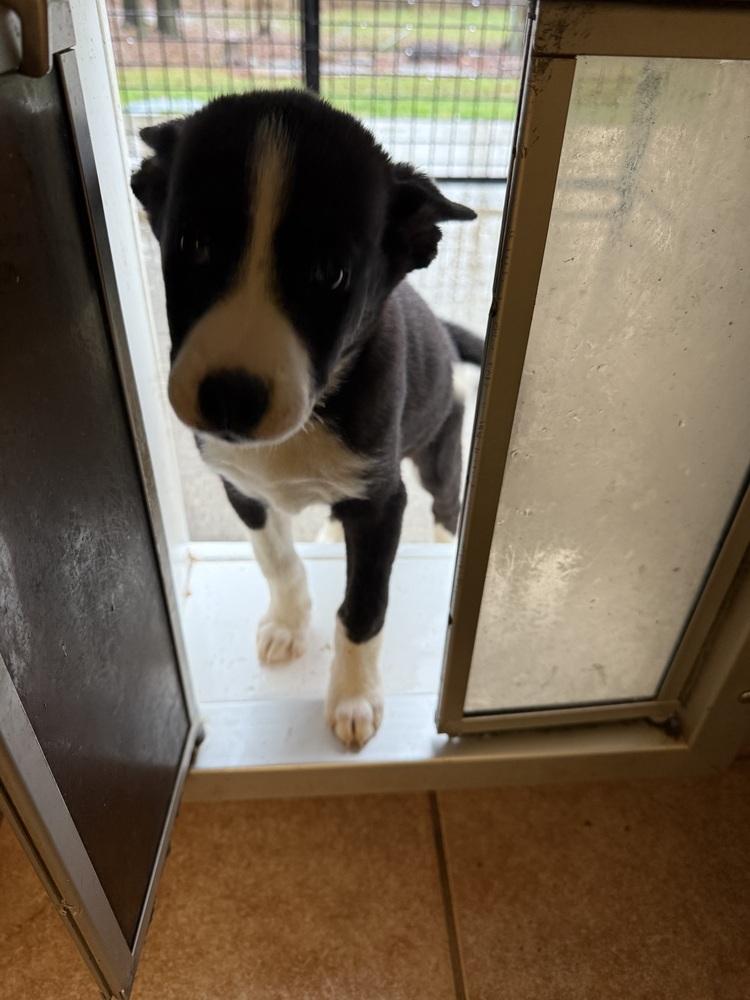 Enlarge Champagne, a Adopted mixed breed in Osgood, IN image 1/3