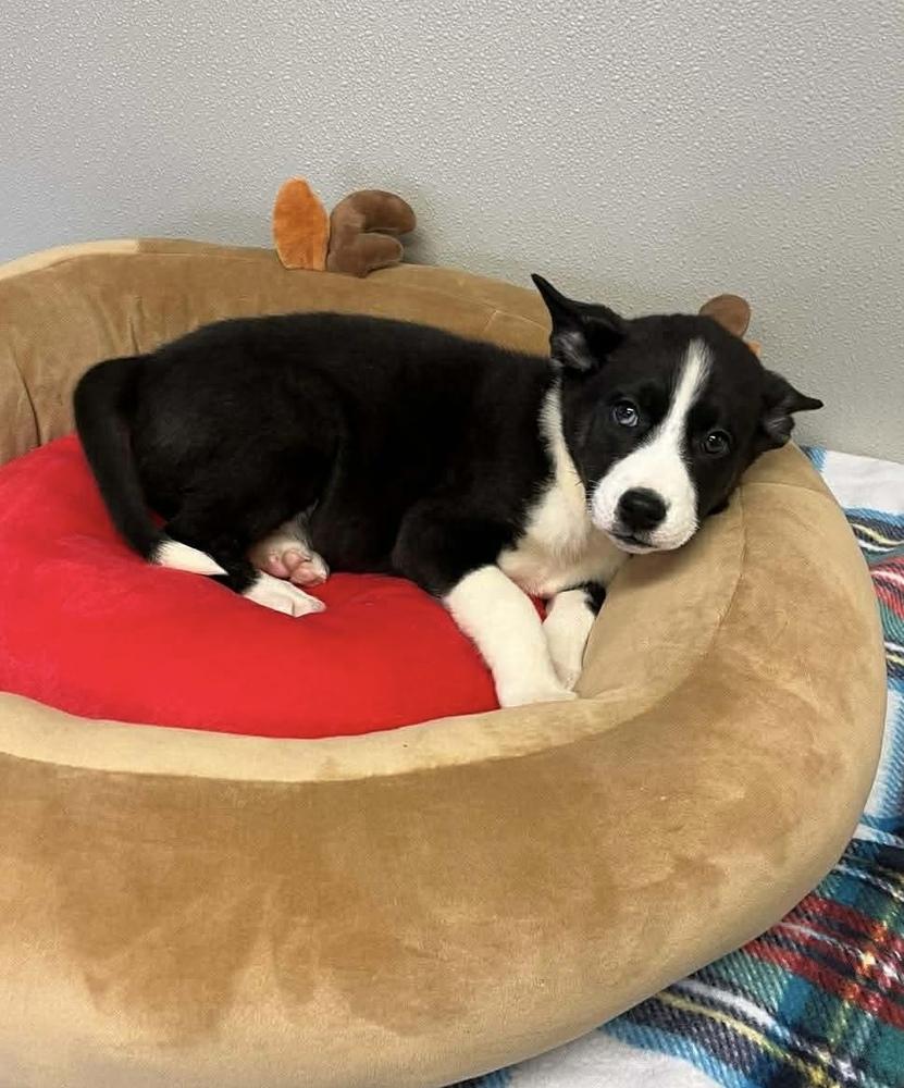 Enlarge Champagne, a Adopted mixed breed in Osgood, IN image 2/3