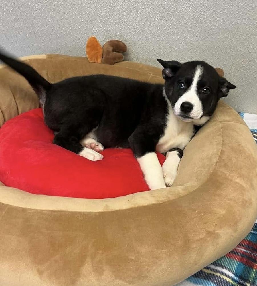 Enlarge Champagne, a Adopted mixed breed in Osgood, IN image 3/3