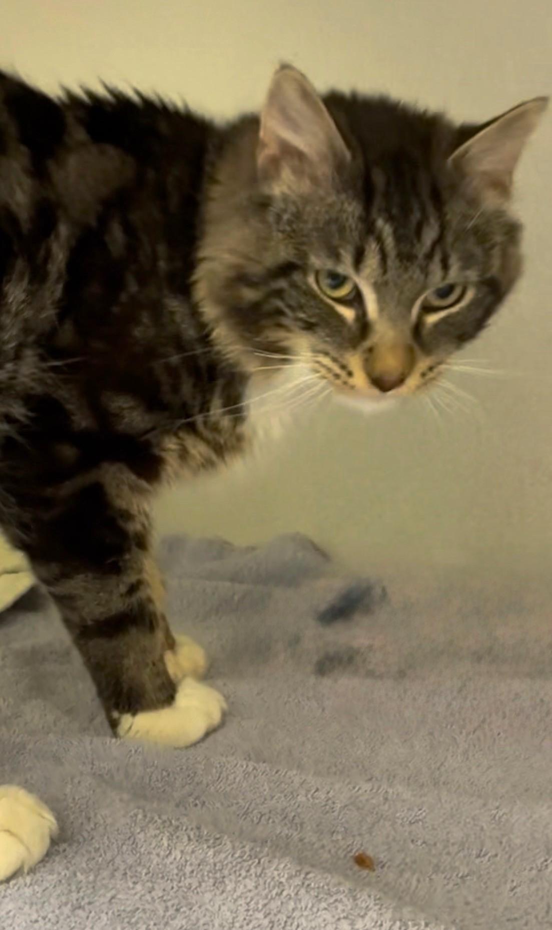 Enlarge Bruno Mars, an adopted Domestic Short Hair in Great Neck, NY image 4/4