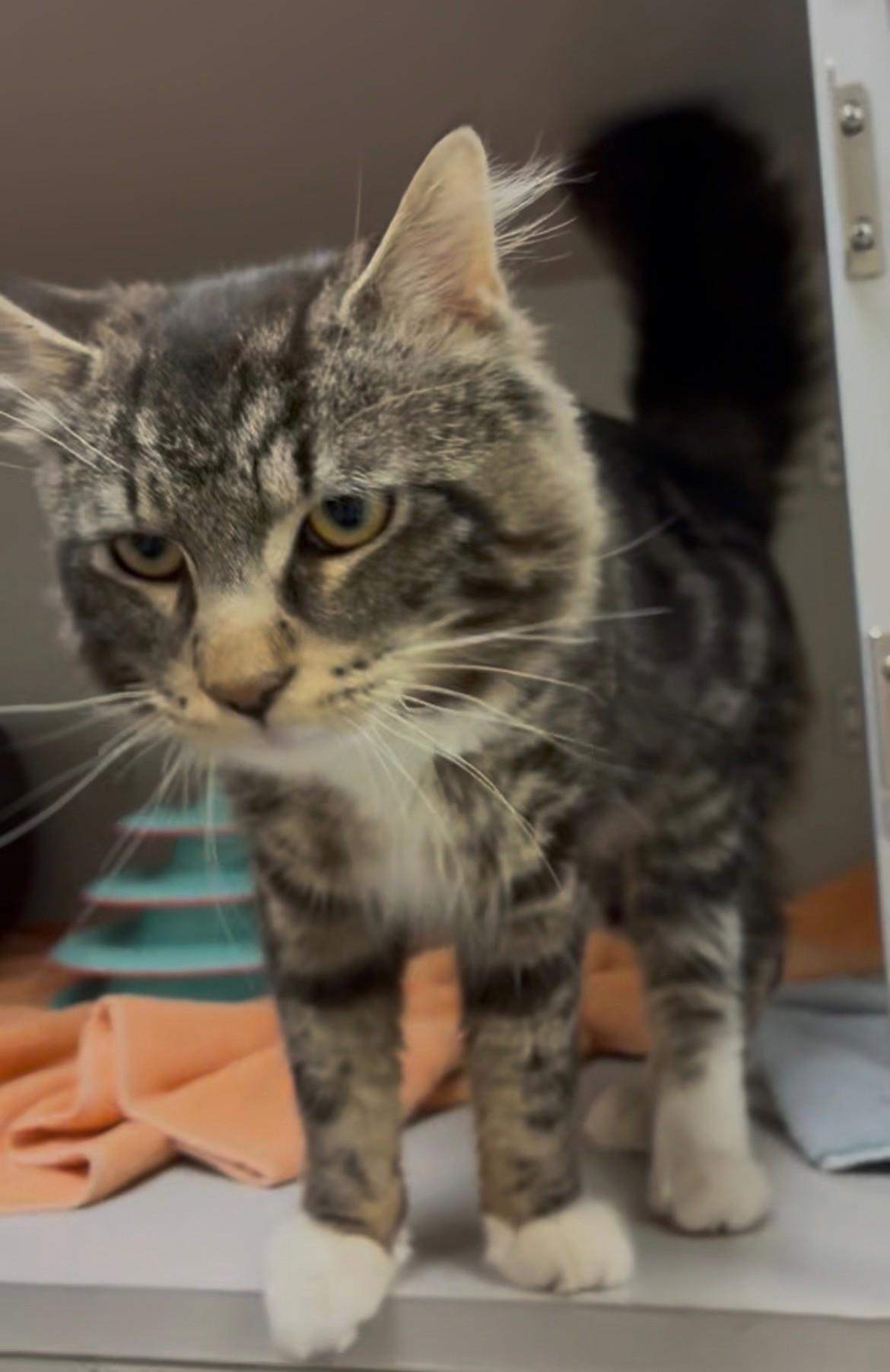 Enlarge Bruno Mars, an adopted Domestic Short Hair in Great Neck, NY image 2/4
