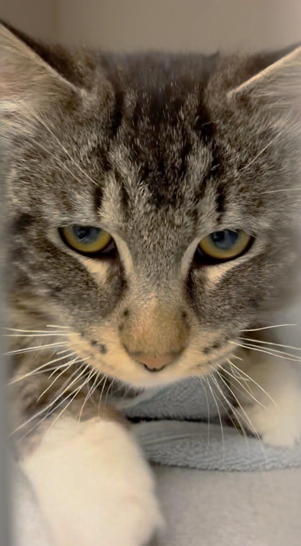 Enlarge Bruno Mars, an adopted Domestic Short Hair in Great Neck, NY image 3/4
