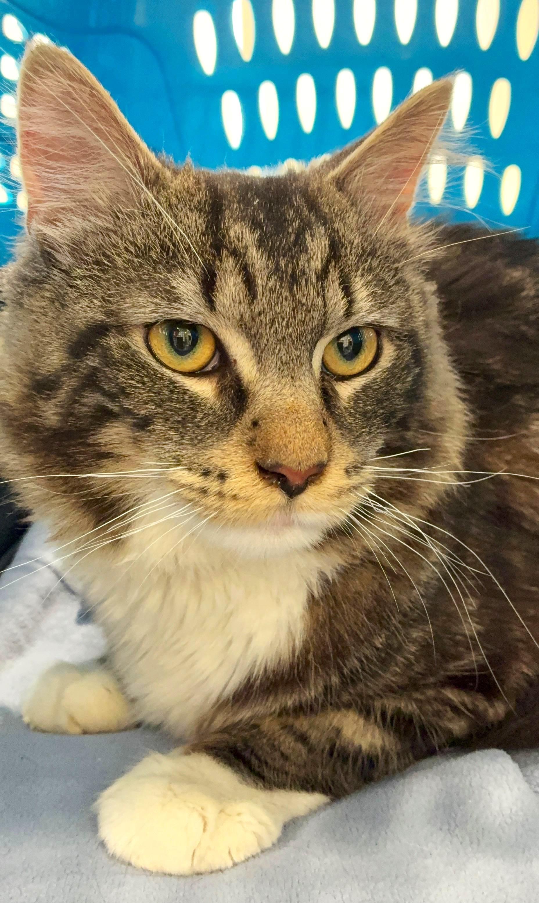 Bruno Mars, adopted, Kitten Male Domestic Short Hair.