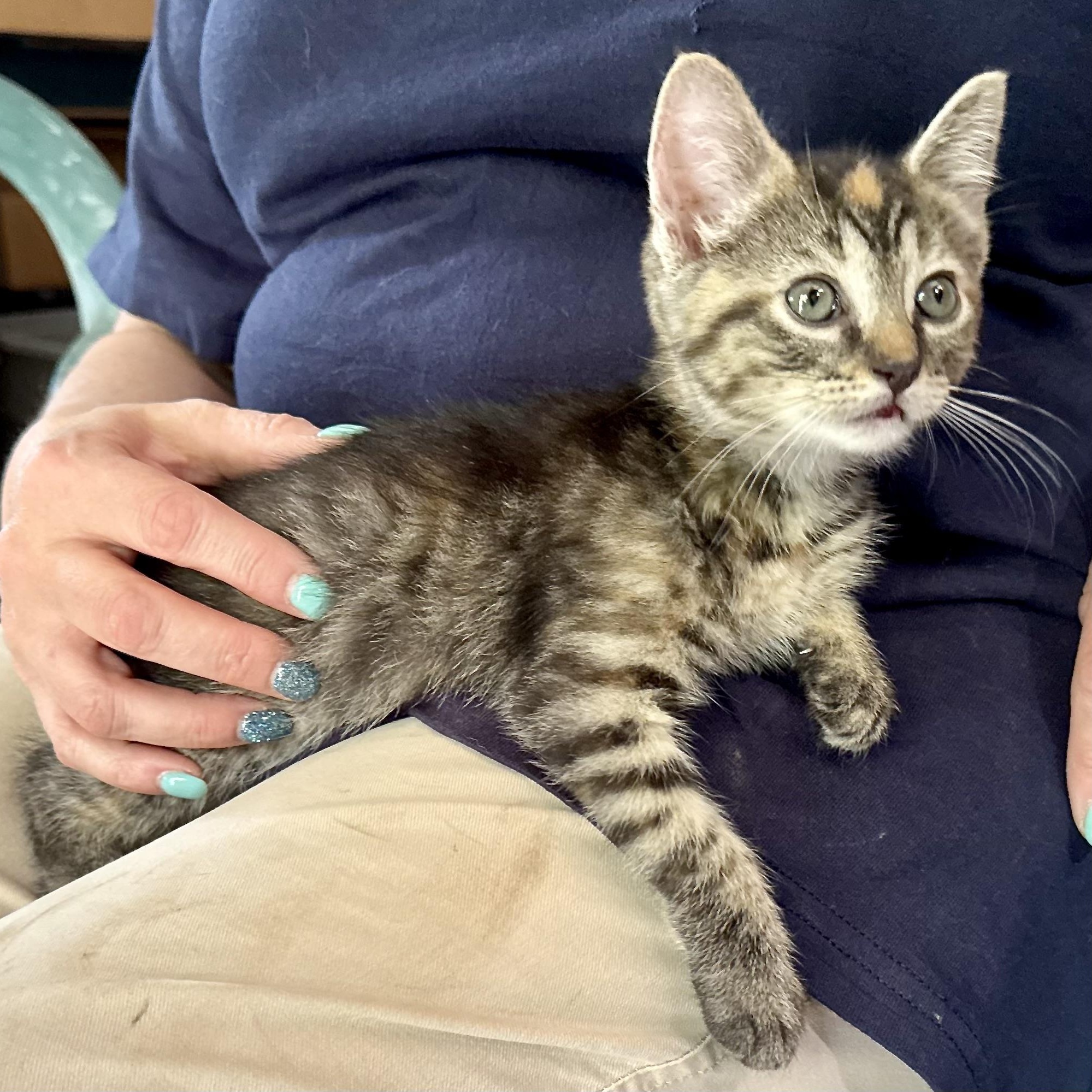Enlarge Genivieve -s, a ADOPTABLE mixed breed in Sequatchie, TN image 4/5