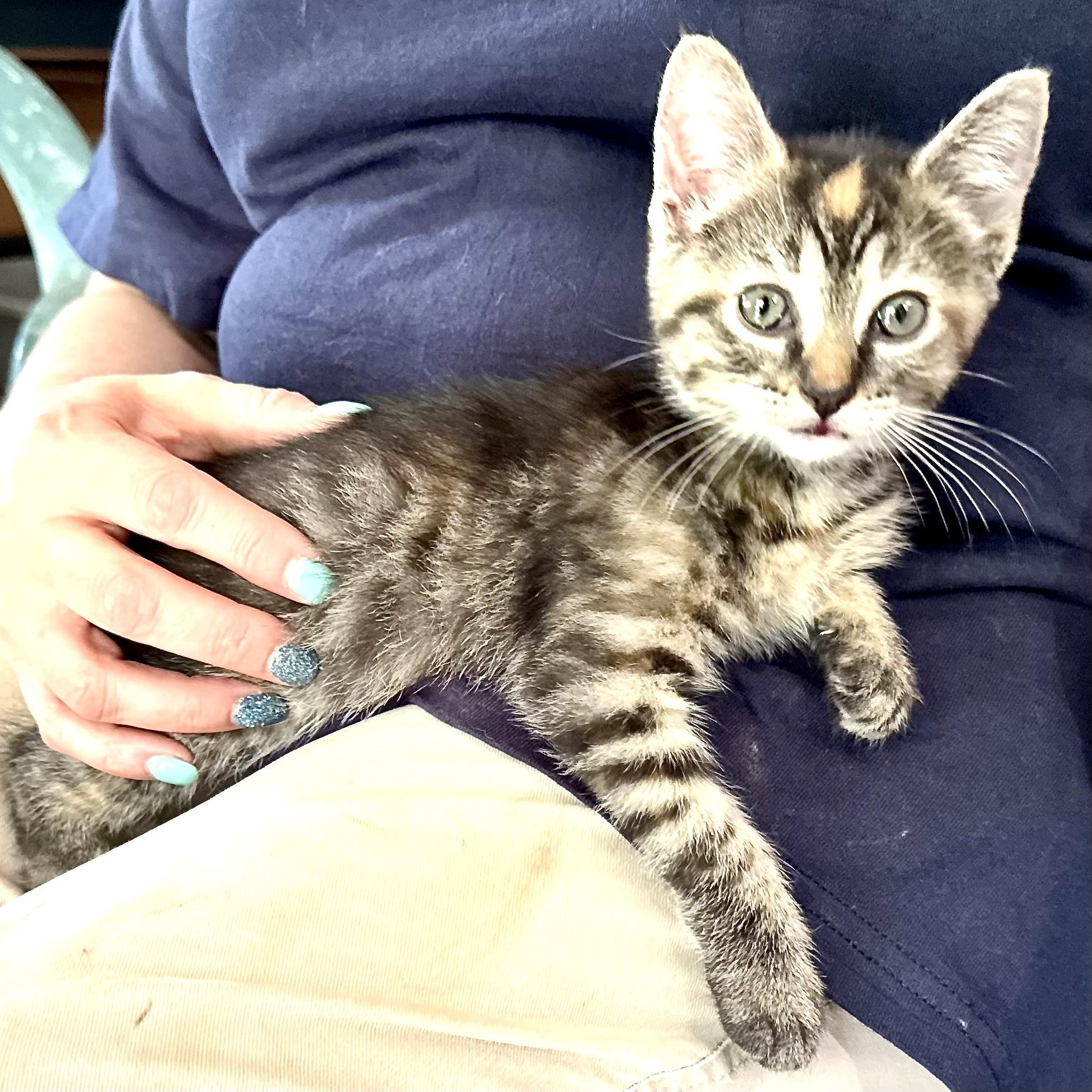 Genivieve -s, ADOPTABLE, Kitten Female Torbie & Tortoiseshell.
