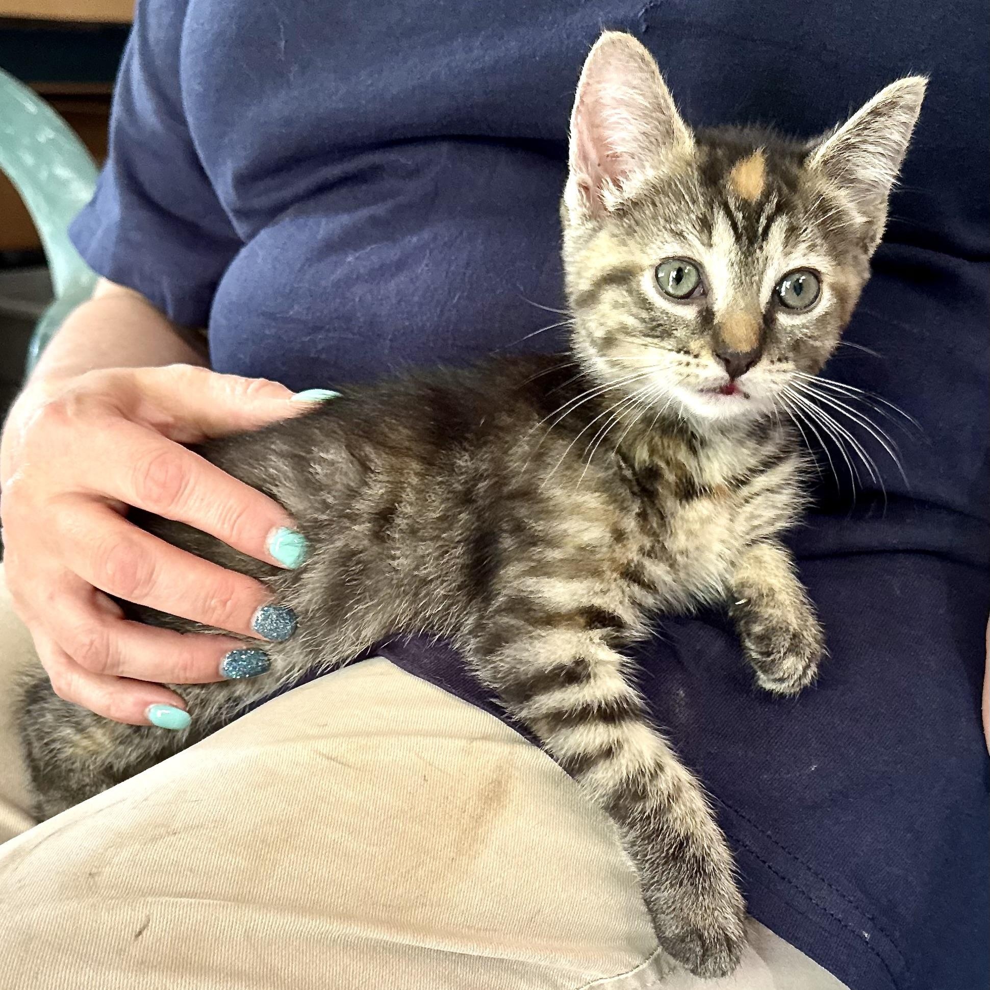 Enlarge Genivieve -s, a ADOPTABLE mixed breed in Sequatchie, TN image 2/5
