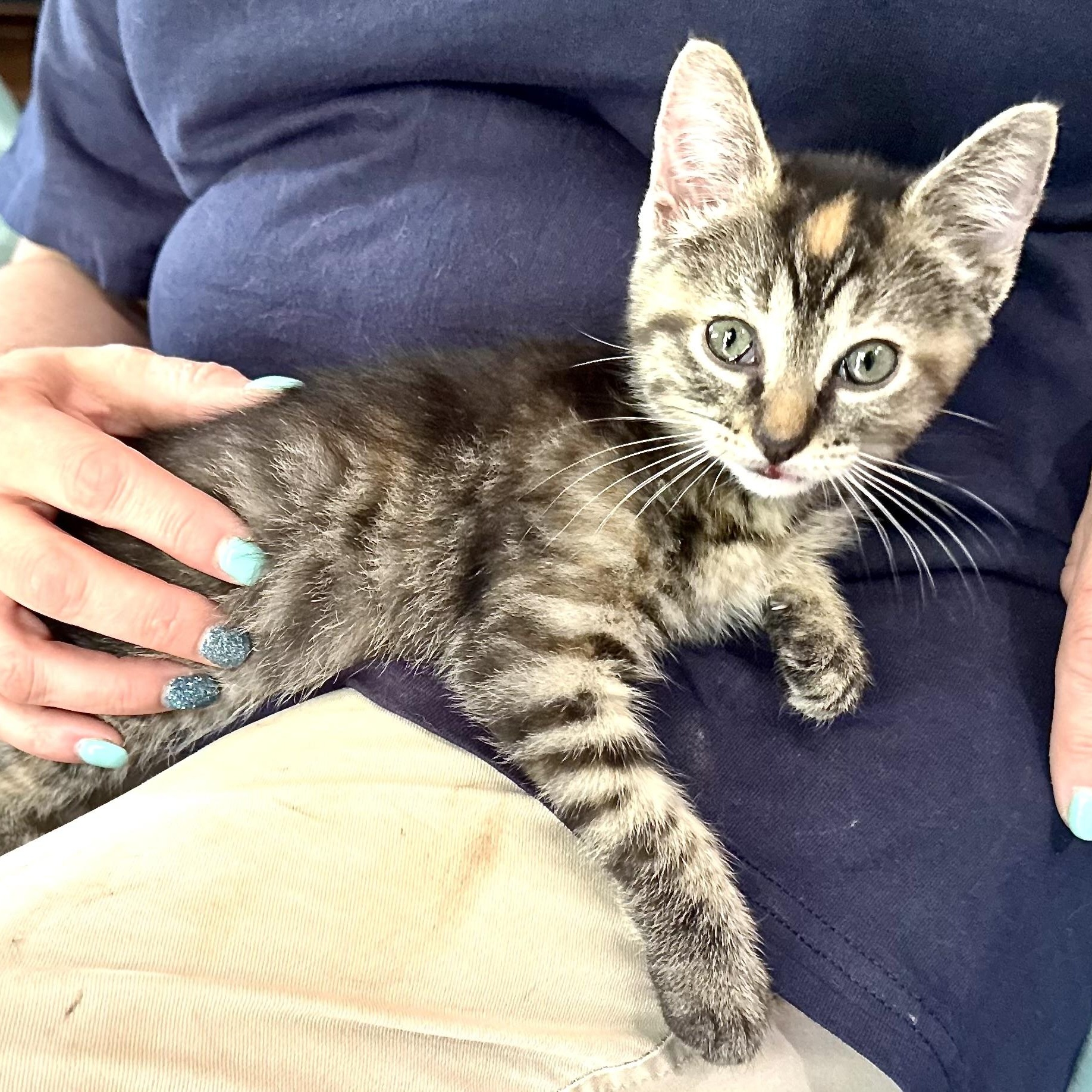 Enlarge Genivieve -s, a ADOPTABLE mixed breed in Sequatchie, TN image 3/5