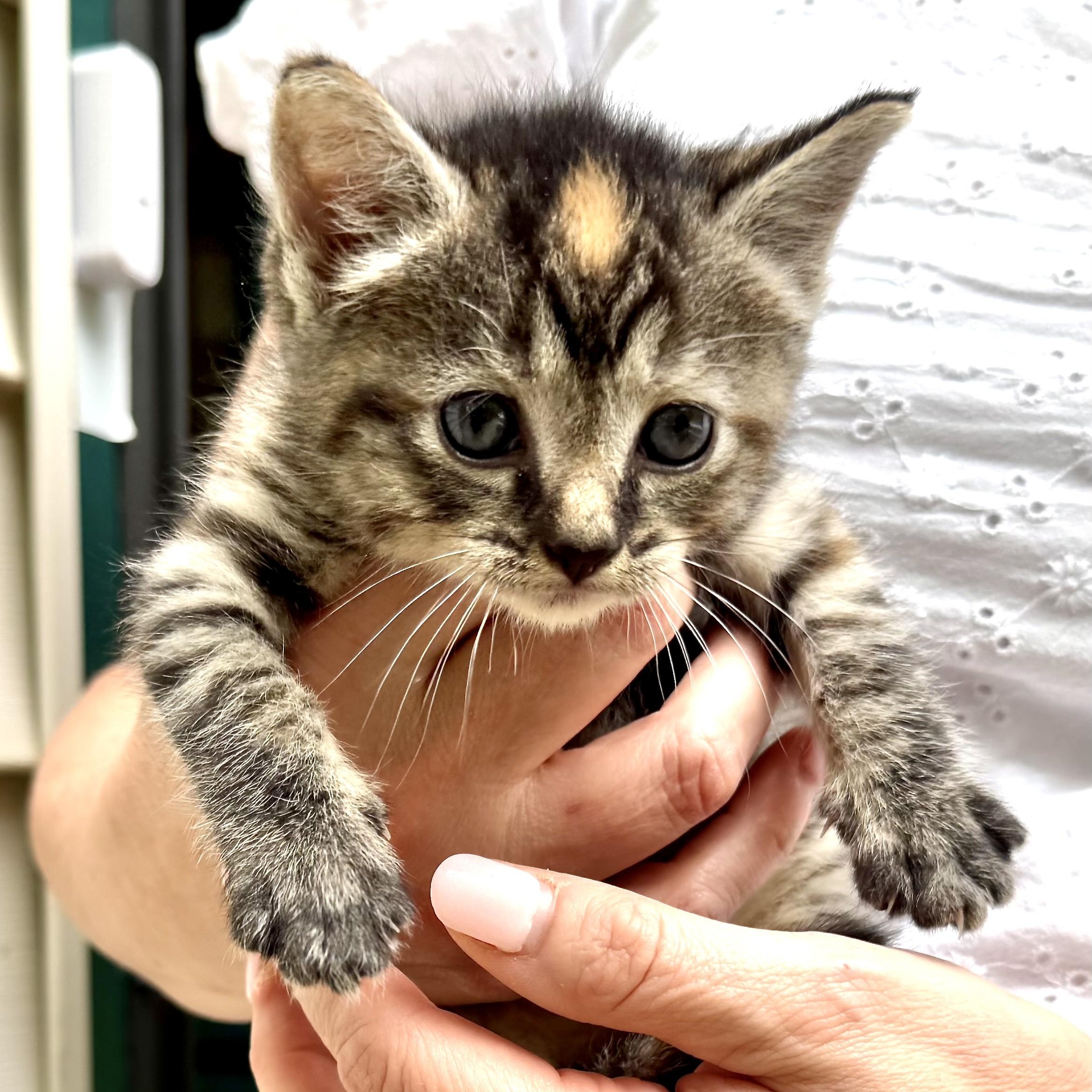 Enlarge Genivieve -s, a ADOPTABLE mixed breed in Sequatchie, TN image 5/5