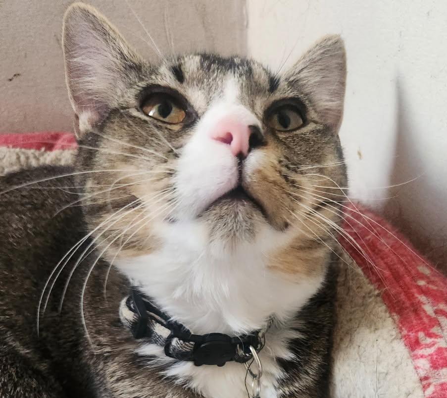 Chase, a Adoptable Tabby in Beckley, WV image 4/5