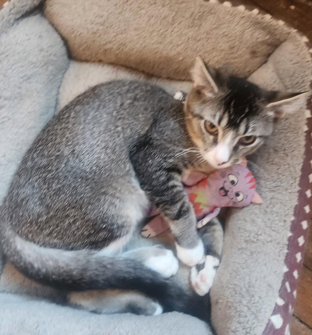 Chase, Adoptable, Young Male Tabby.