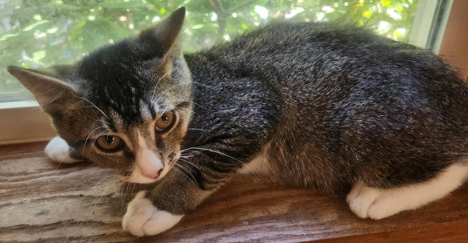 Chase, a Adoptable Tabby in Beckley, WV image 5/5