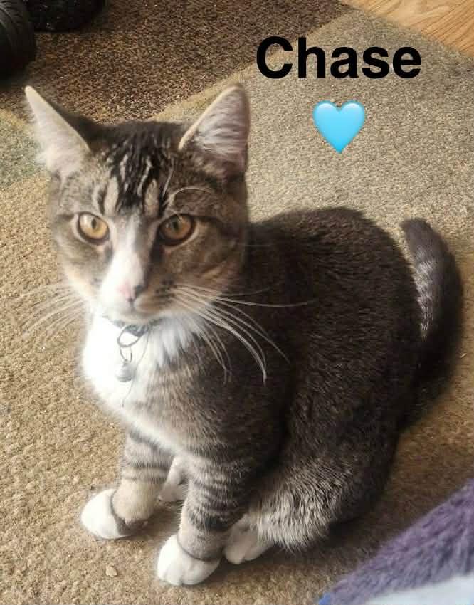 Chase, Adoptable, Kitten Male Tabby.
