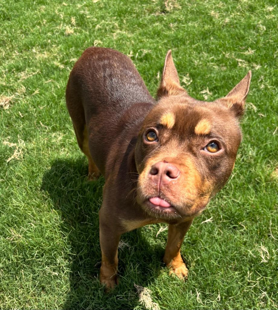 Tootsie, Adoptable, Adult Female American Staffordshire Terrier.