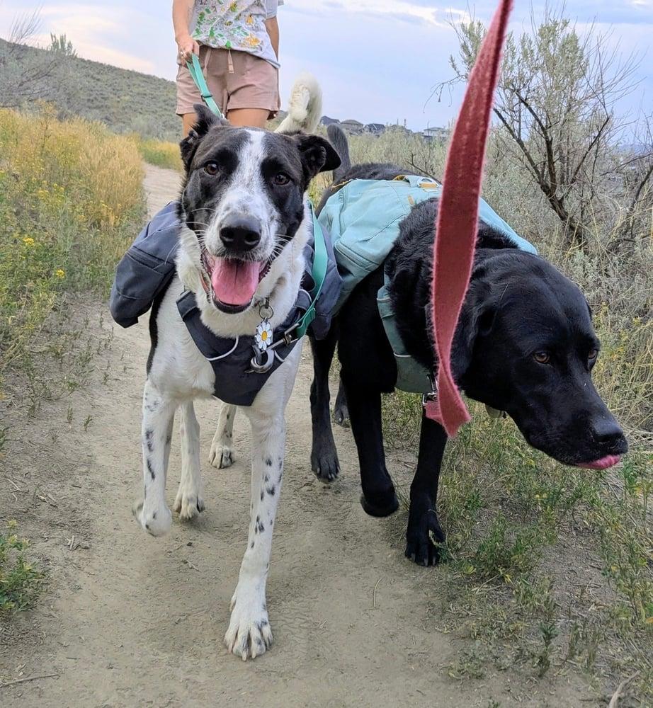 Enlarge Maya, an adopted mixed breed in AUBURN, WA image 2/4