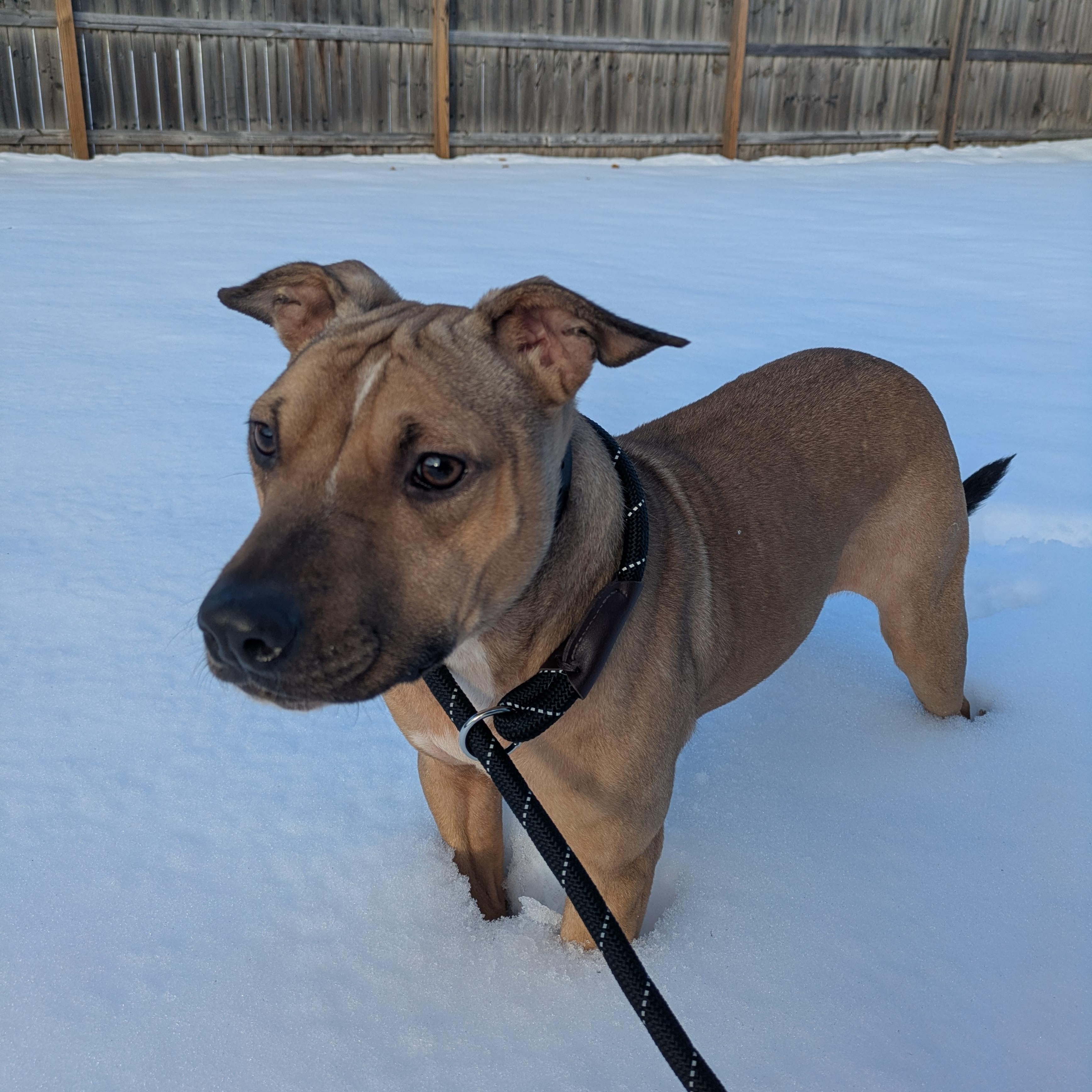 Enlarge Penny, an adoptable mixed breed in Attica, MI image 6/6