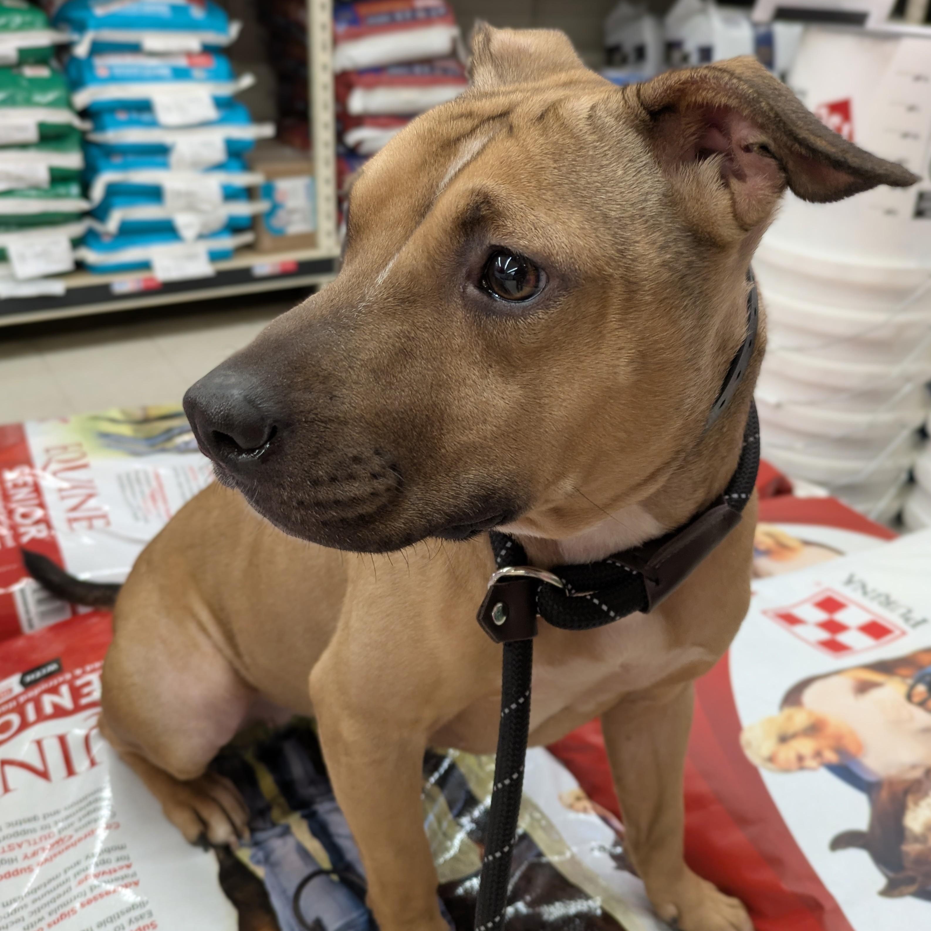 Enlarge Penny, an adoptable mixed breed in Attica, MI image 3/6