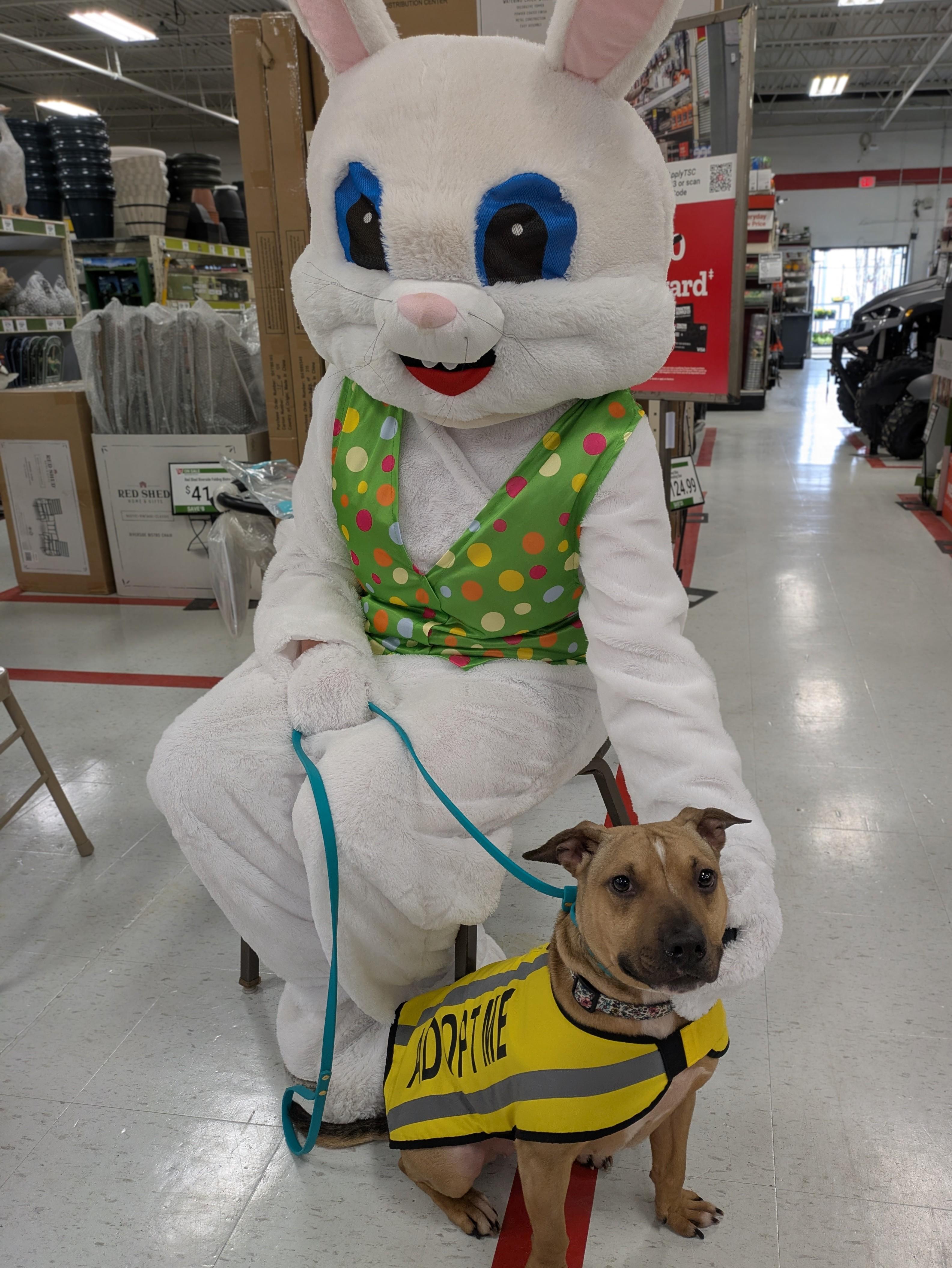 Enlarge Penny, an adoptable mixed breed in Attica, MI image 2/6