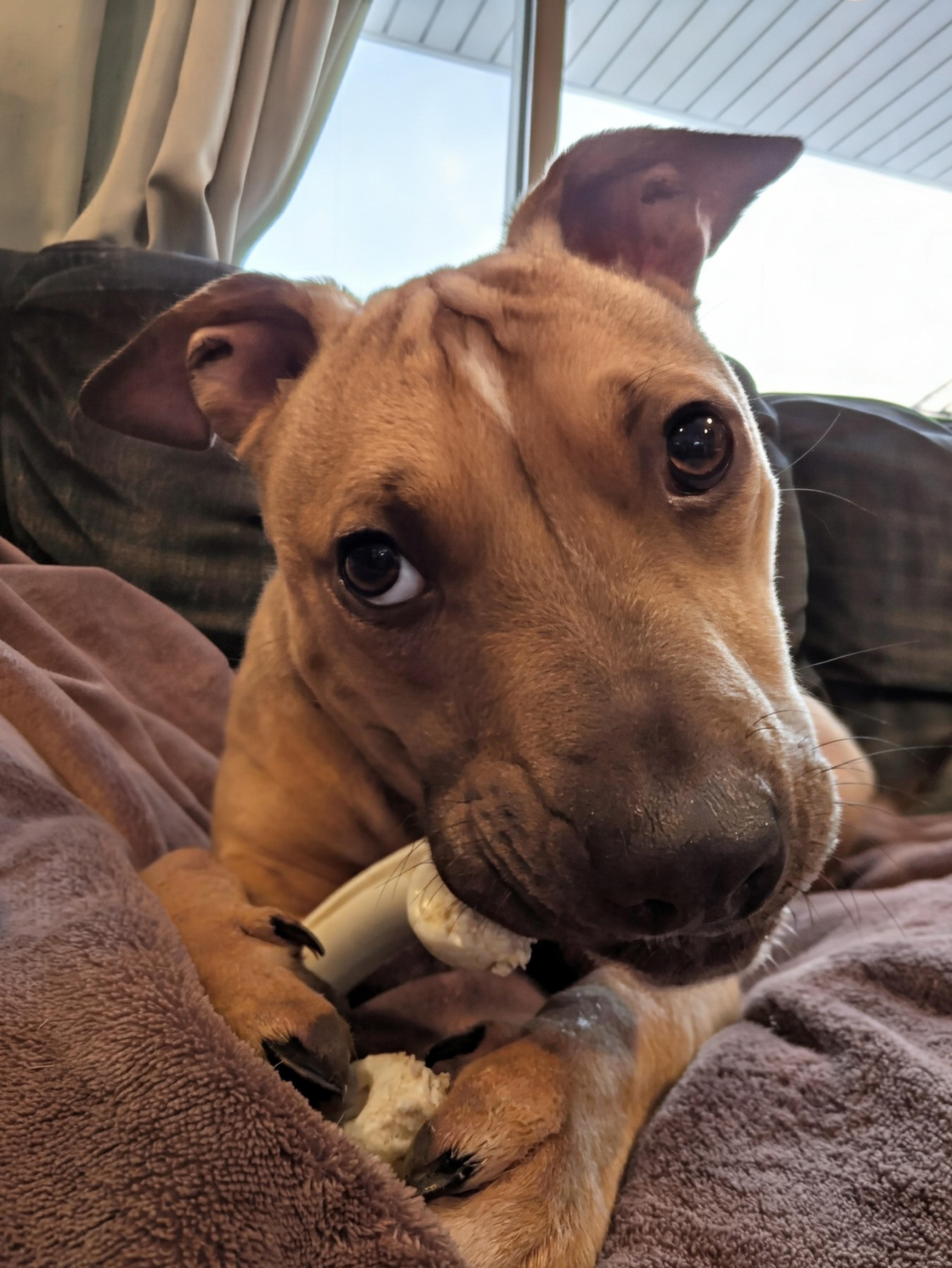 Enlarge Penny, an adoptable mixed breed in Attica, MI image 2/6