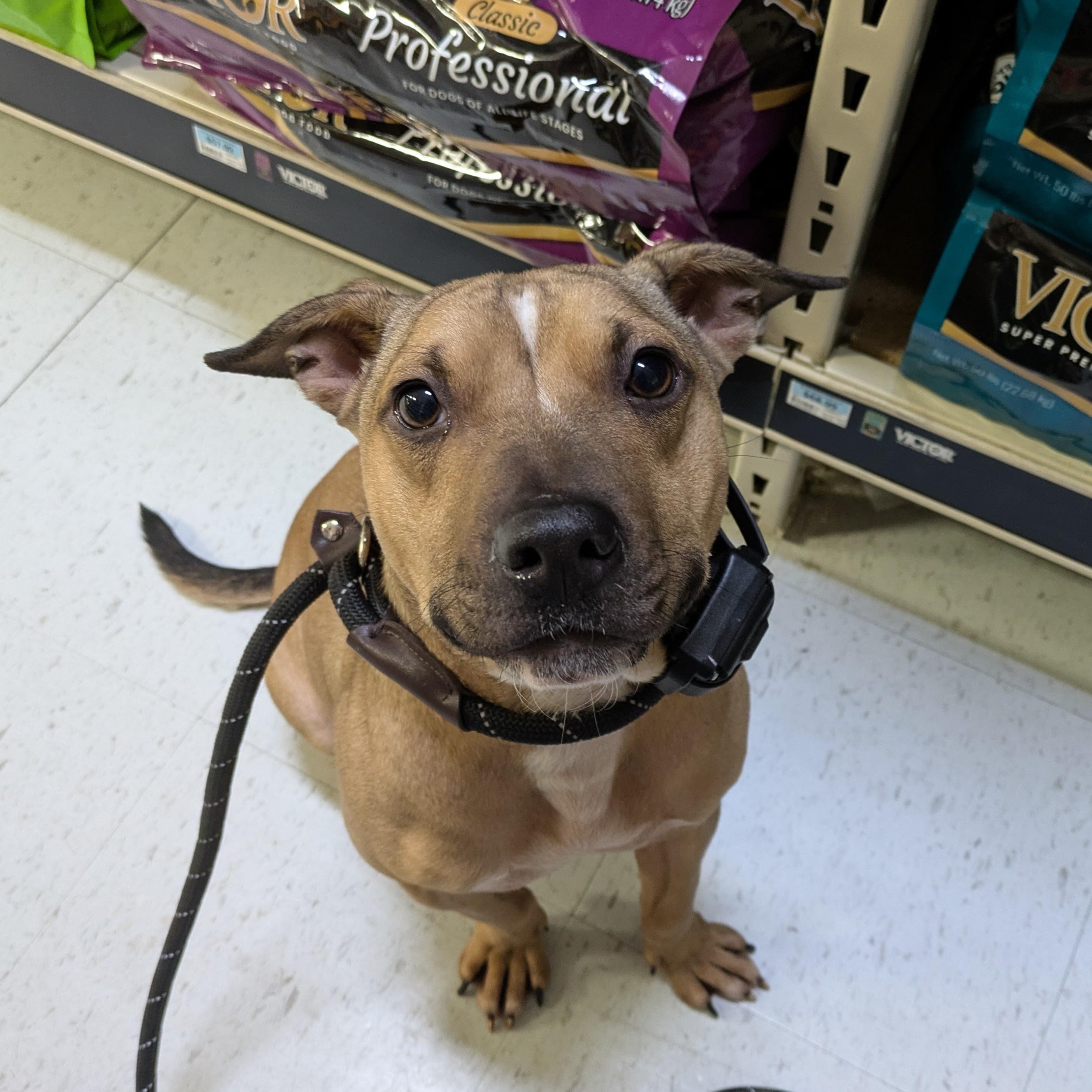 Enlarge Penny, an adoptable mixed breed in Attica, MI image 5/6