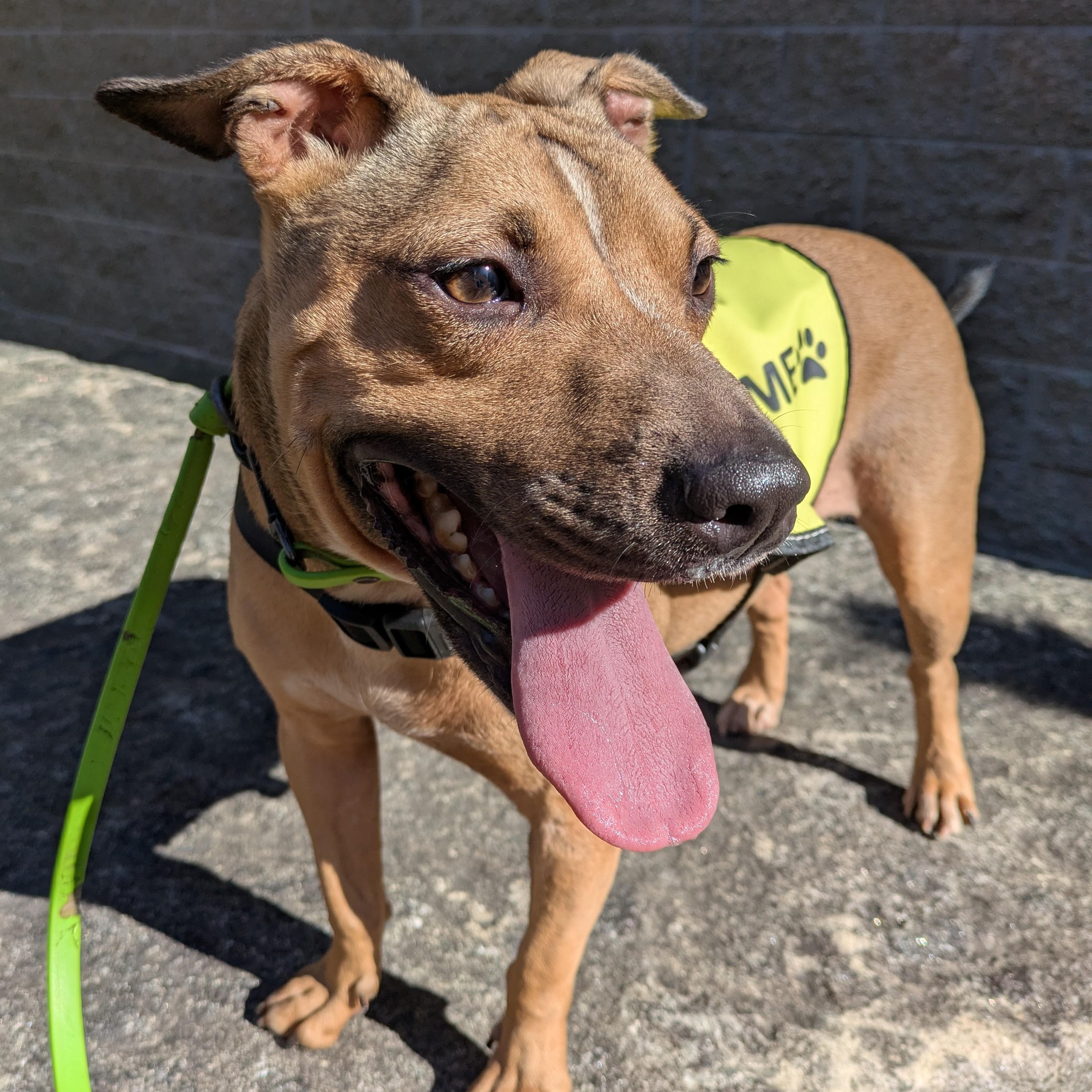 Penny, adoptable, Adult Female Terrier.