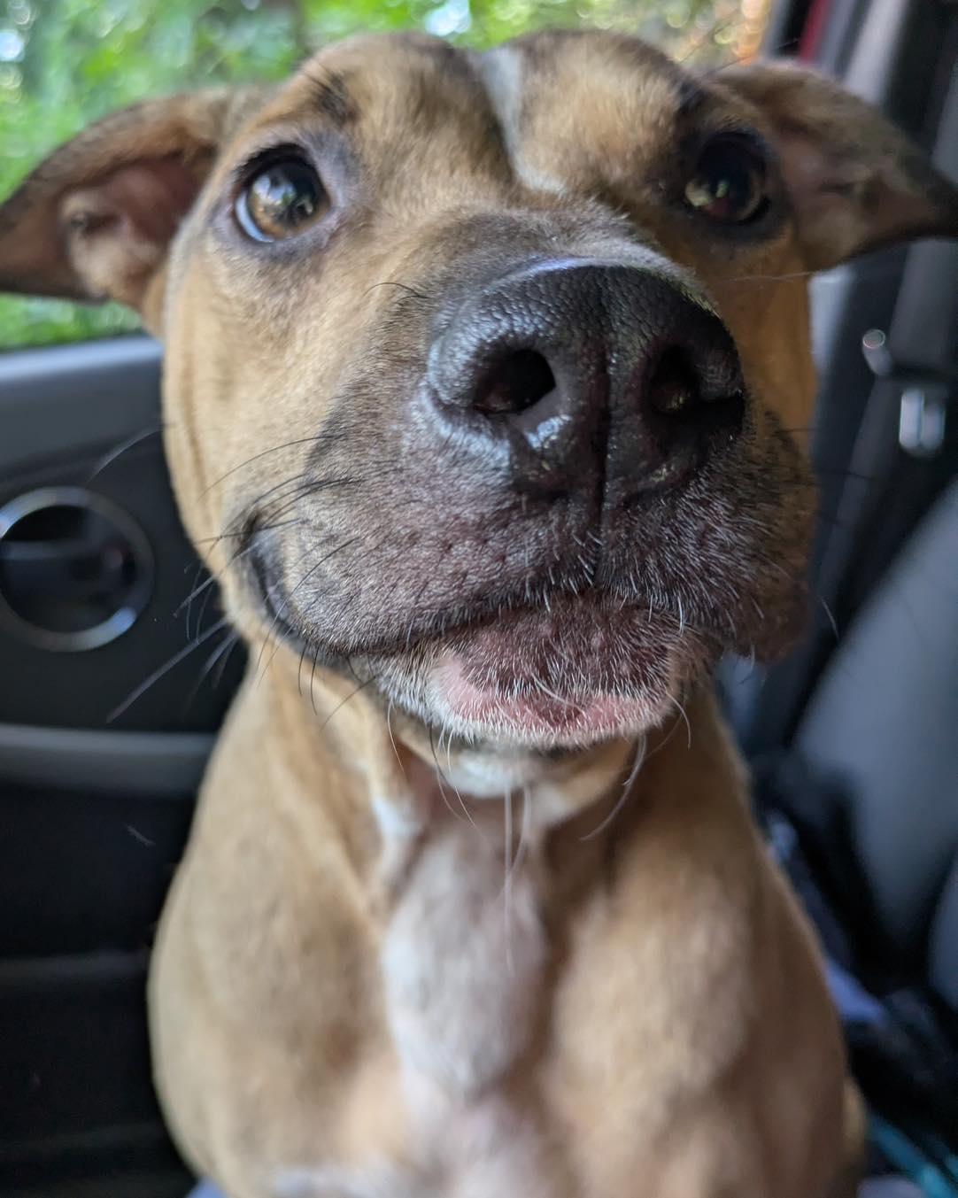 Penny, adoptable, Adult Female Terrier.