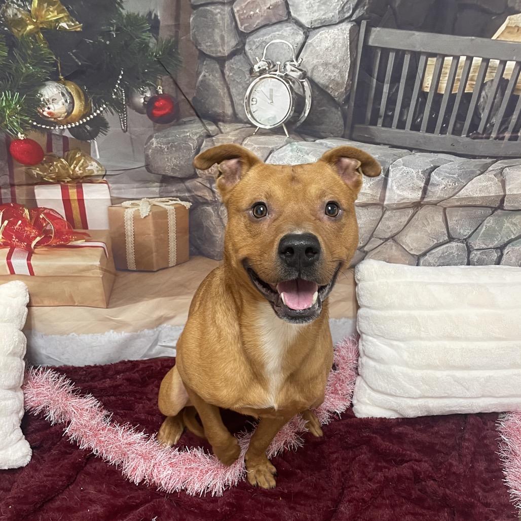 Apple Jack, a Adoptable Pit Bull Terrier in Concord, NC image 1/5