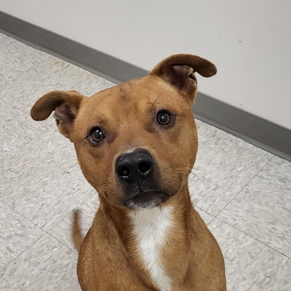 Apple Jack, a Adoptable Pit Bull Terrier in Concord, NC image 3/5
