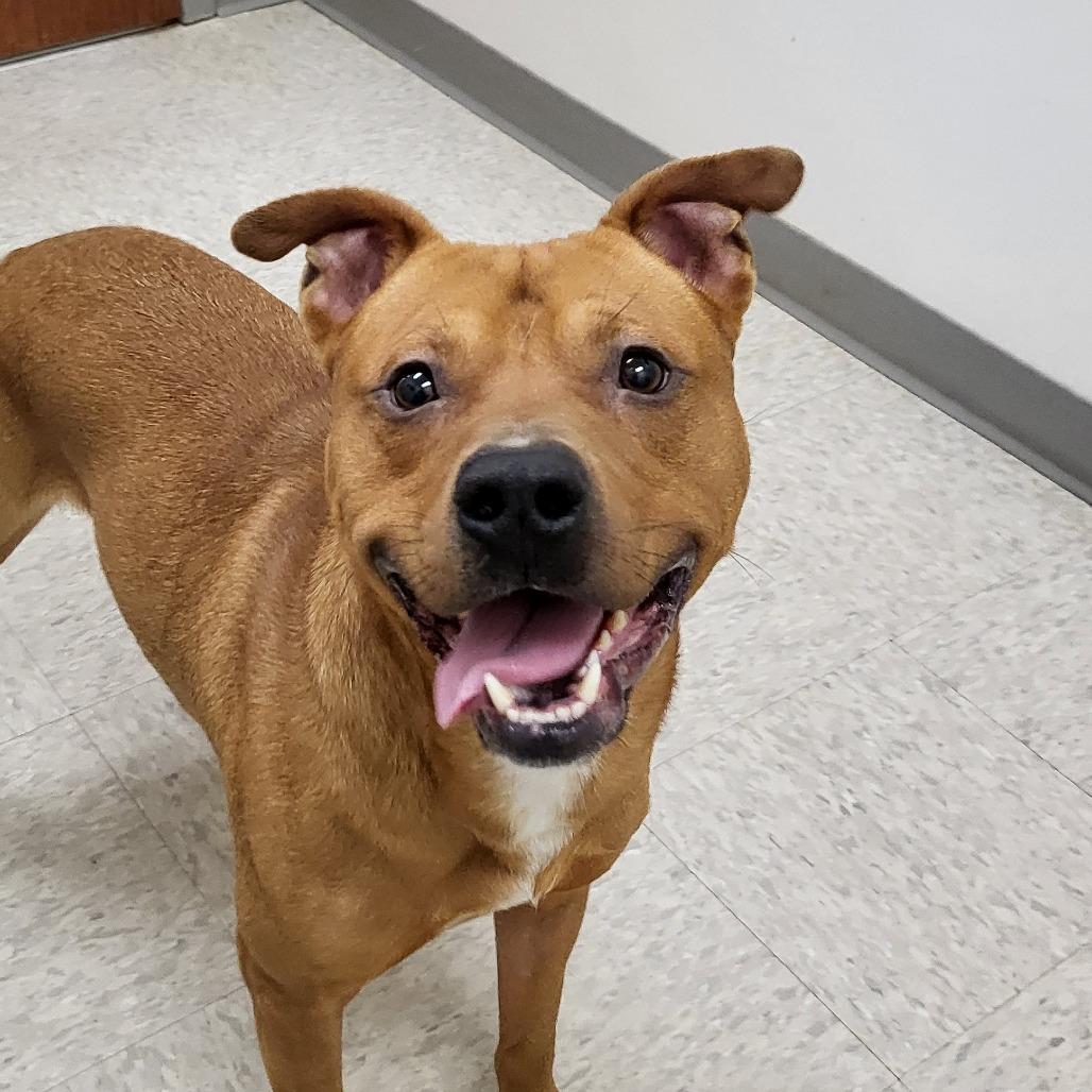 Apple Jack, a Adoptable Pit Bull Terrier in Concord, NC image 4/5