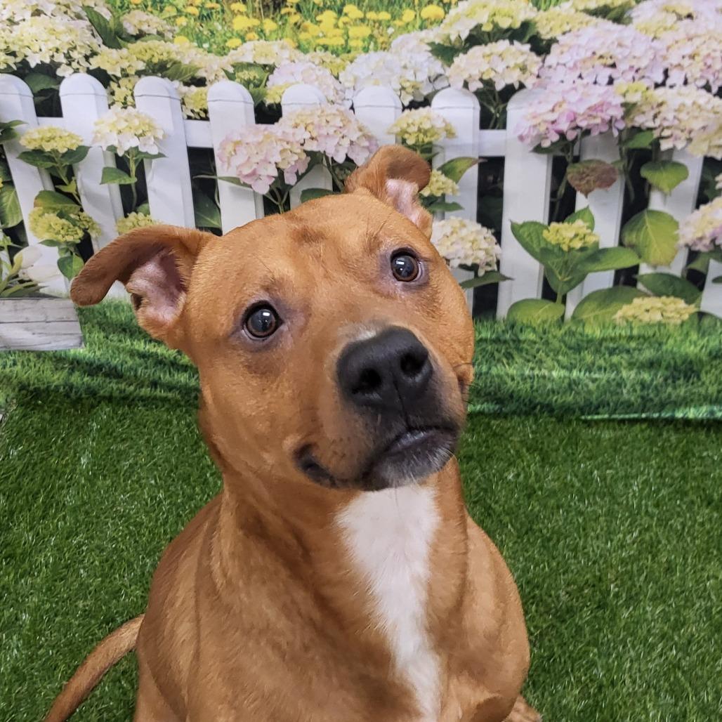 Apple Jack, a Adoptable Pit Bull Terrier in Concord, NC image 5/5