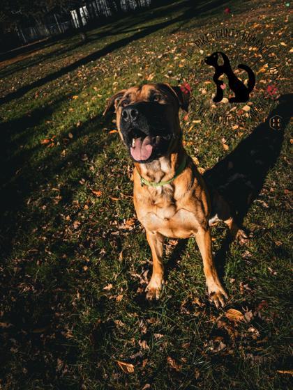 Enlarge Atlas, a Adoptable mixed breed in Shohola, PA image 2/3