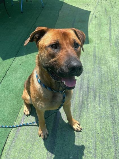 Enlarge Atlas, a Adoptable mixed breed in Shohola, PA image 3/3