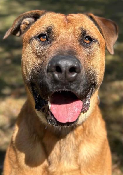 Atlas, Adoptable, Adult Male Mastiff & Mixed Breed.