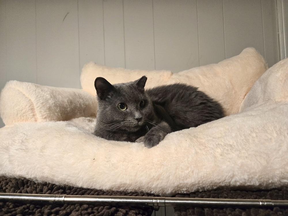 Olive, Adoptable, Adult Female Domestic Short Hair.