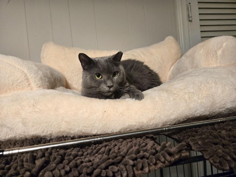 Enlarge Olive, a Adoptable Domestic Short Hair in Patchogue, NY image 2/6