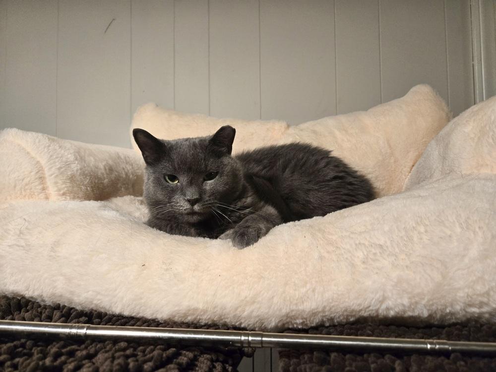 Enlarge Olive, a Adoptable Domestic Short Hair in Patchogue, NY image 3/6