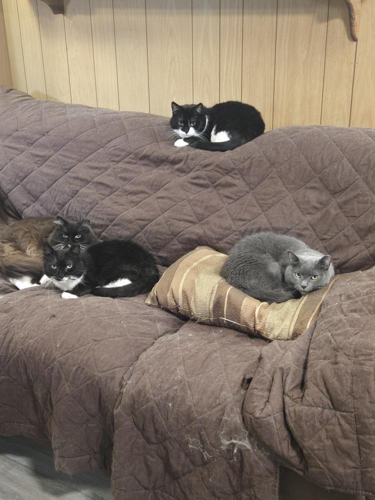 Enlarge Olive, a Adoptable Domestic Short Hair in Patchogue, NY image 5/6